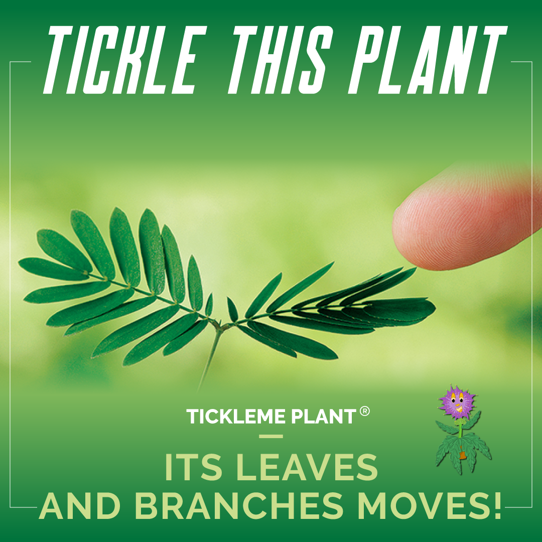 TickleMe Plant Seed Pack