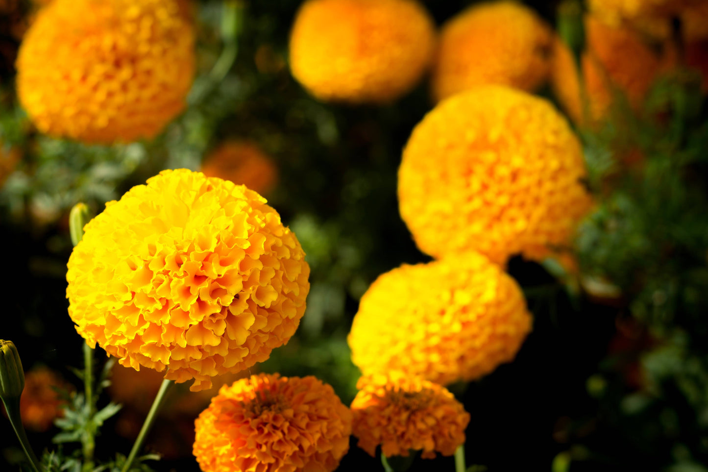 Marigolds for Mom Mother's Day - Marigold Seed Packets