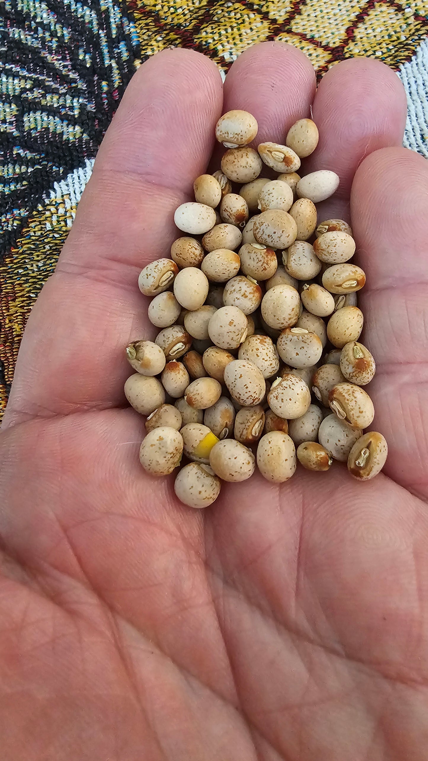 12 Pigeon Pea Seeds (Cajanus cajan) Gandules – Hand-Harvested from our Ochillee Farm in Georgia