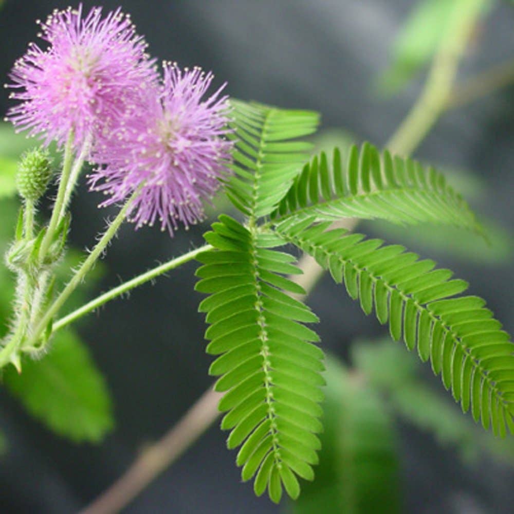 TickleMe Plant Grow Kit! Leaves Close when you Tickle it. Great for Homeschooling