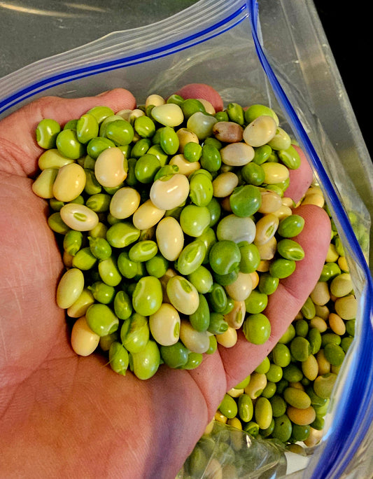 12 Pigeon Pea Seeds (Cajanus cajan) Gandules – Hand-Harvested from our Ochillee Farm in Georgia