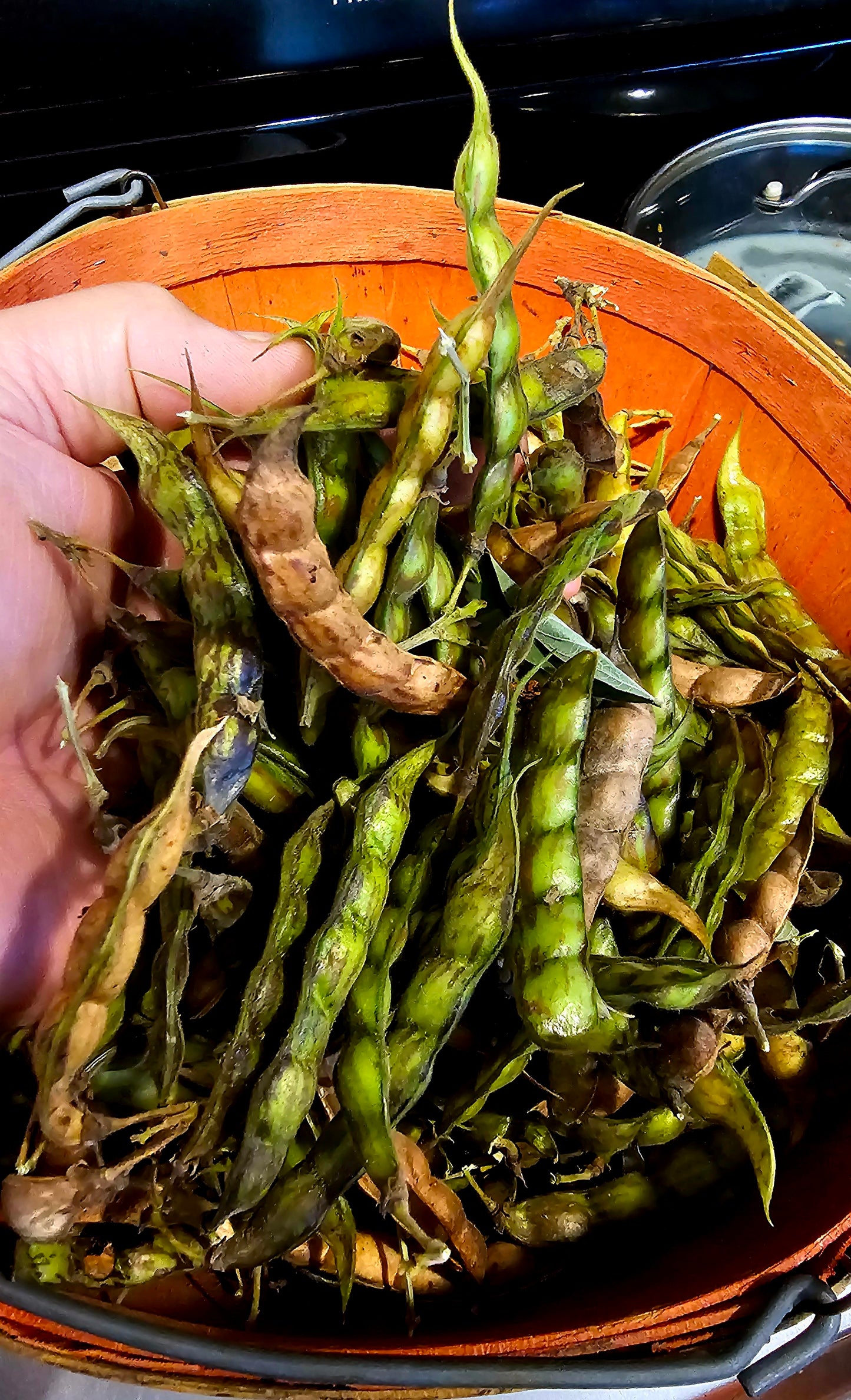 12 Pigeon Pea Seeds (Cajanus cajan) Gandules – Hand-Harvested from our Ochillee Farm in Georgia