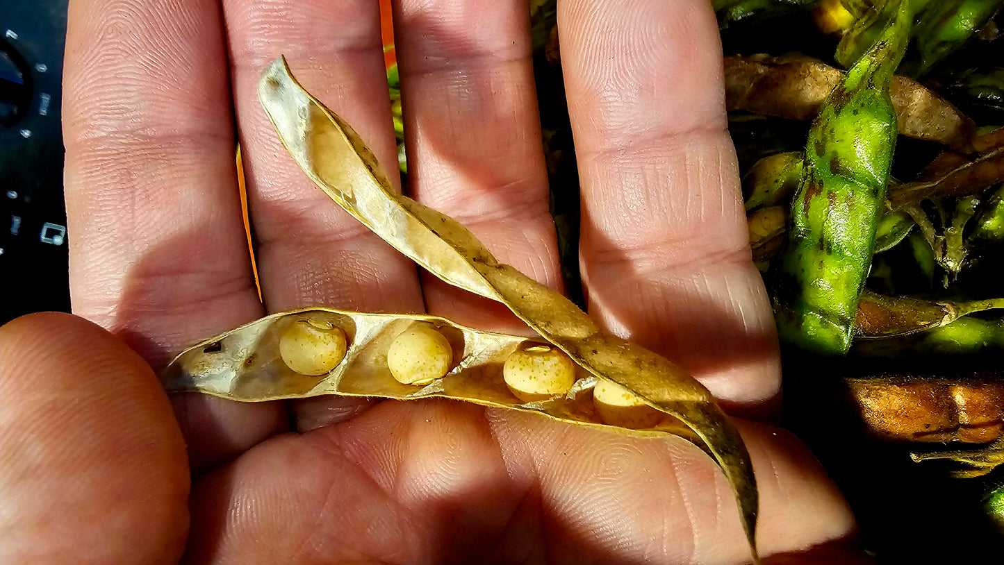 12 Pigeon Pea Seeds (Cajanus cajan) Gandules – Hand-Harvested from our Ochillee Farm in Georgia