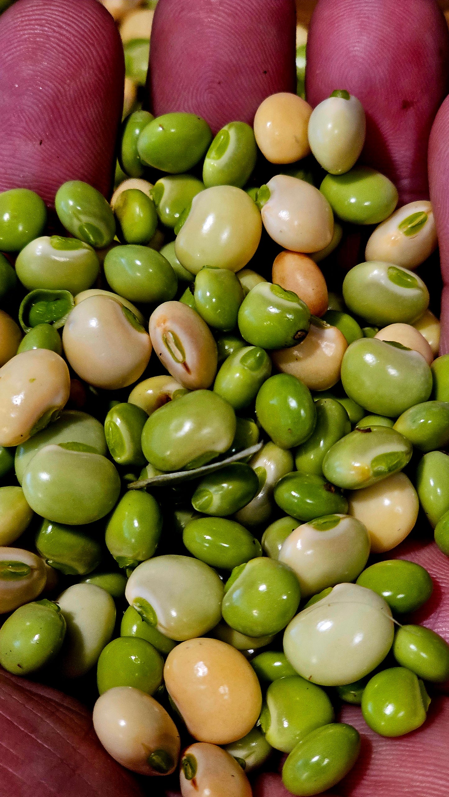 12 Pigeon Pea Seeds (Cajanus cajan) Gandules – Hand-Harvested from our Ochillee Farm in Georgia