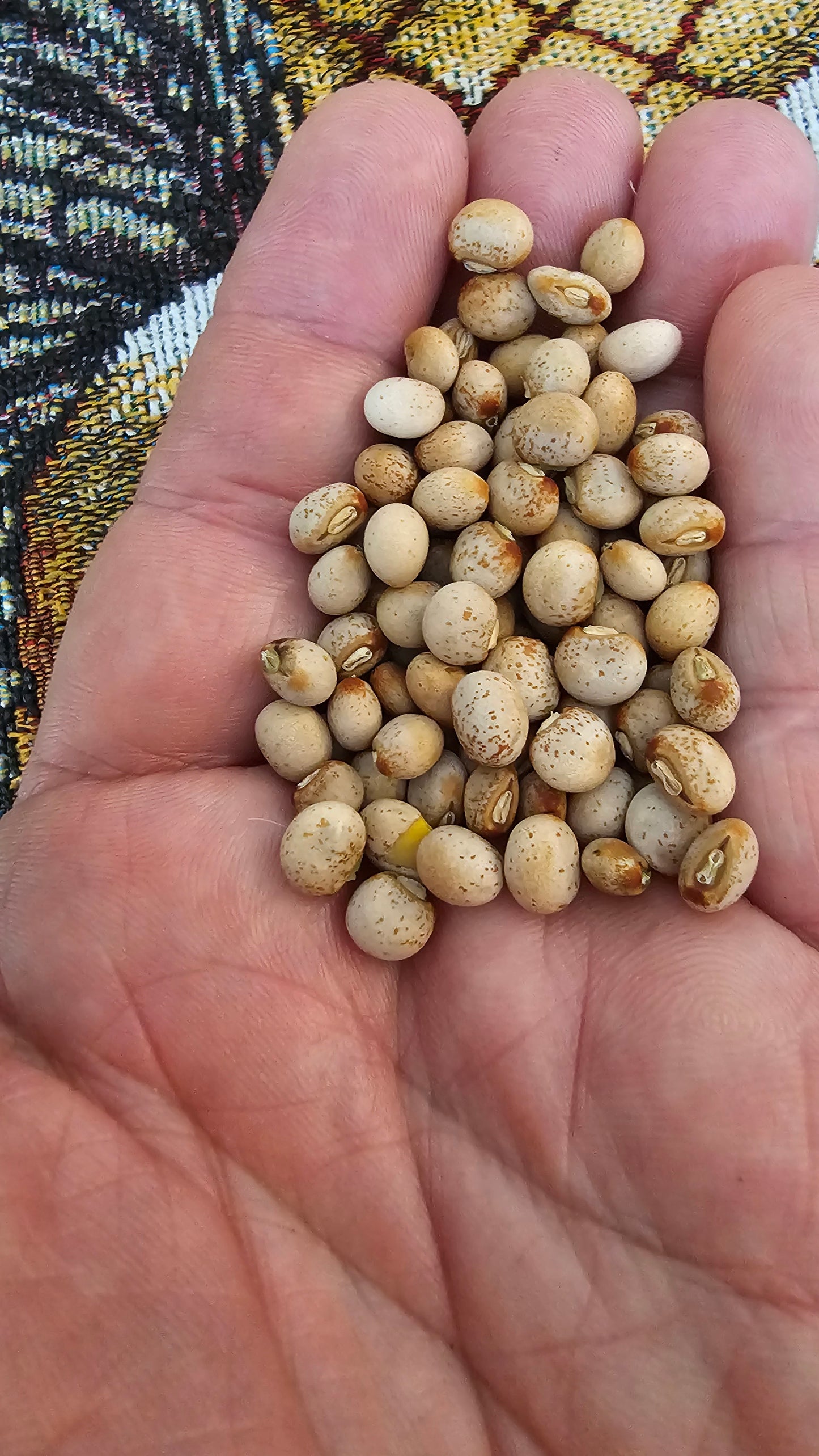 12 Pigeon Pea Seeds (Cajanus cajan) Gandules – Hand-Harvested from our Ochillee Farm in Georgia