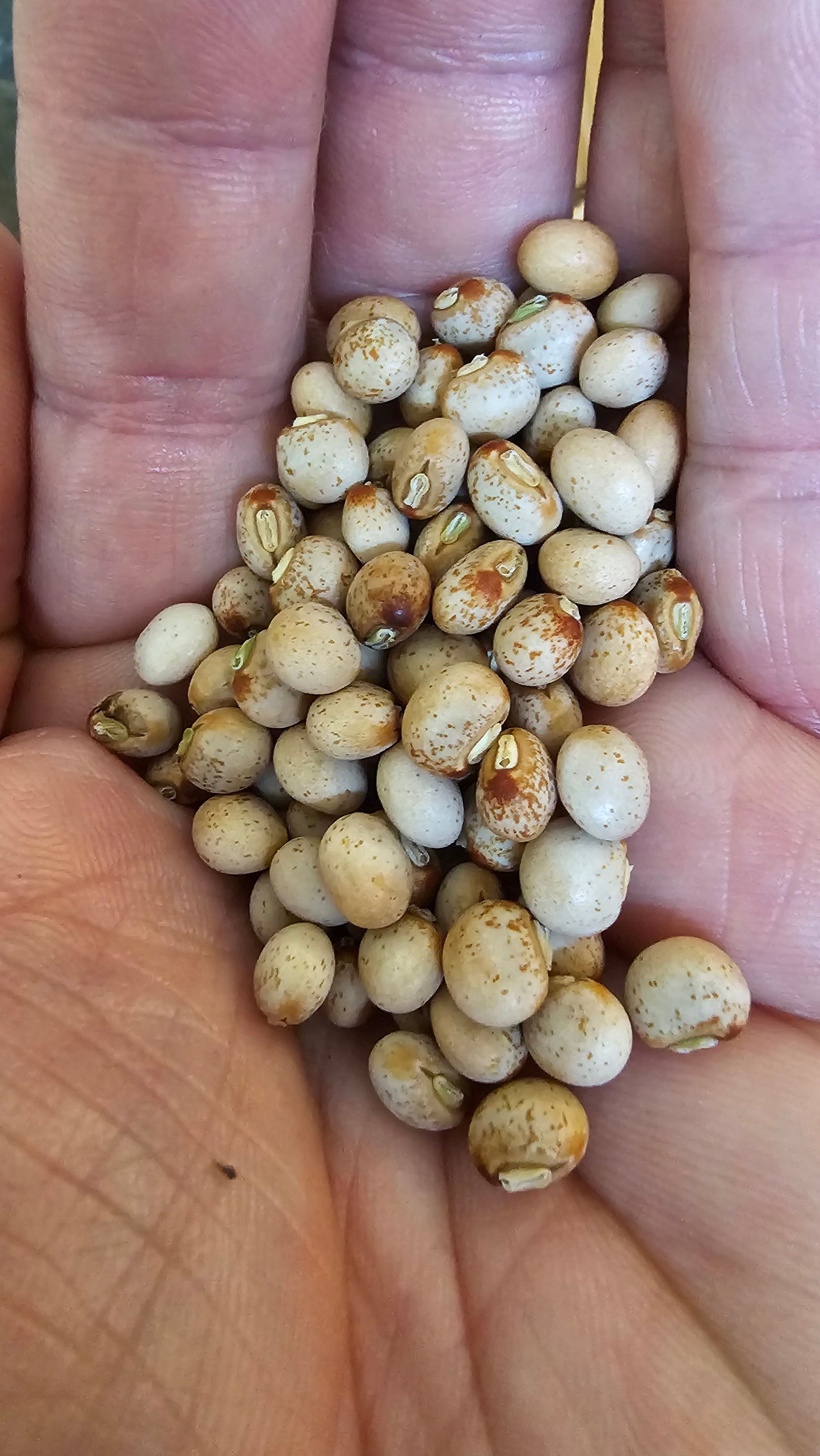 12 Pigeon Pea Seeds (Cajanus cajan) Gandules – Hand-Harvested from our Ochillee Farm in Georgia