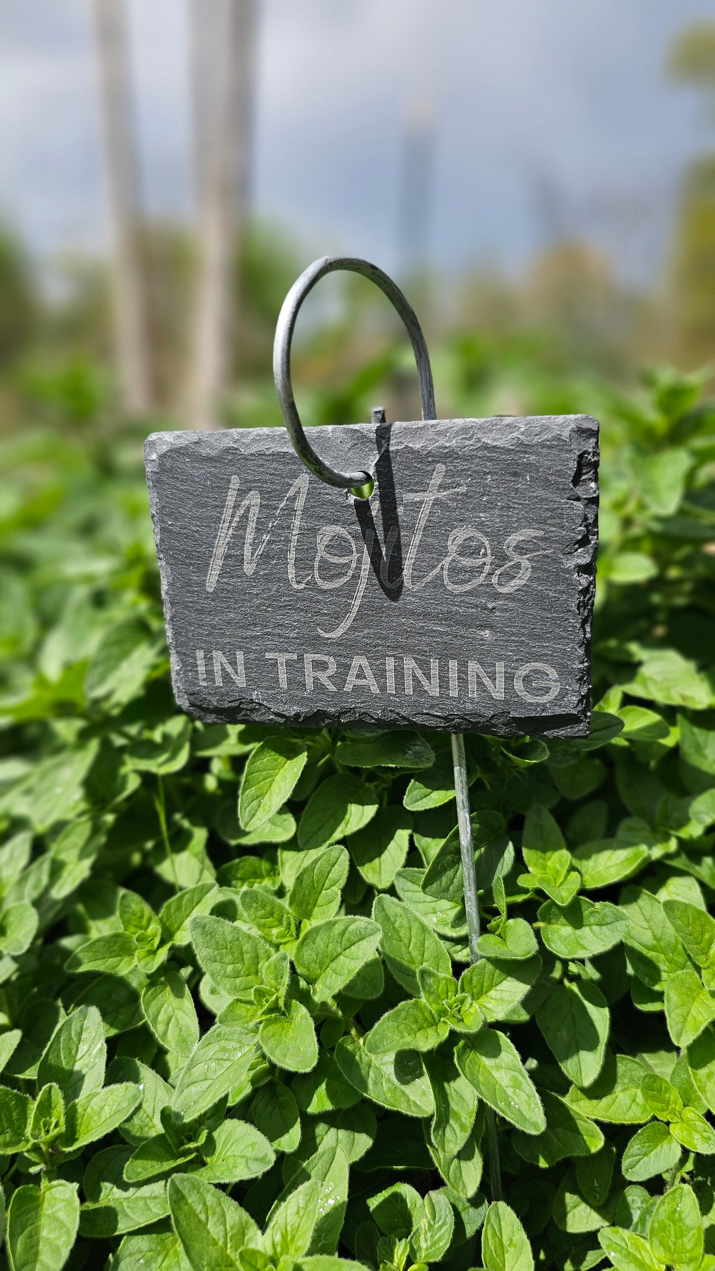 Mojitos in Training Slate Plant Marker