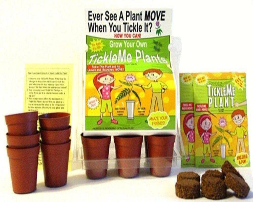 TickleMe Plant Grow Kit! Leaves Close when you Tickle it. Great for Homeschooling