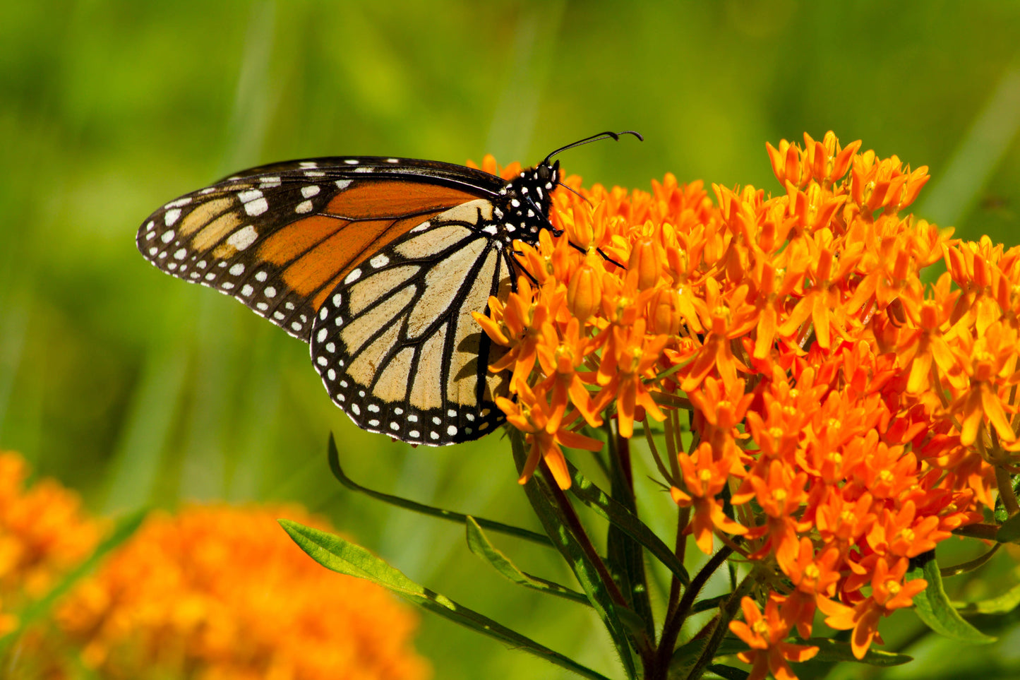 Perennial Butterfly Milkweed Seed Packets