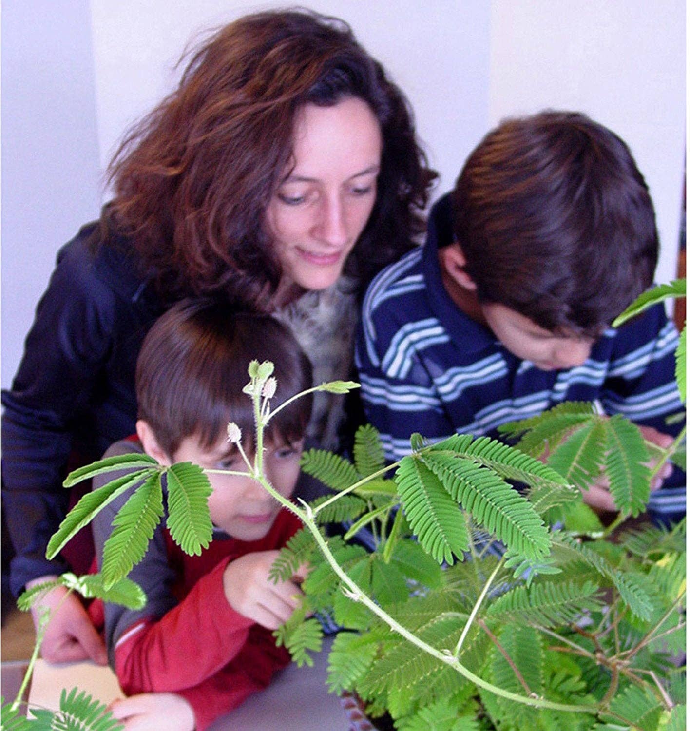 TickleMe Plant Grow Kit! Leaves Close when you Tickle it. Great for Homeschooling