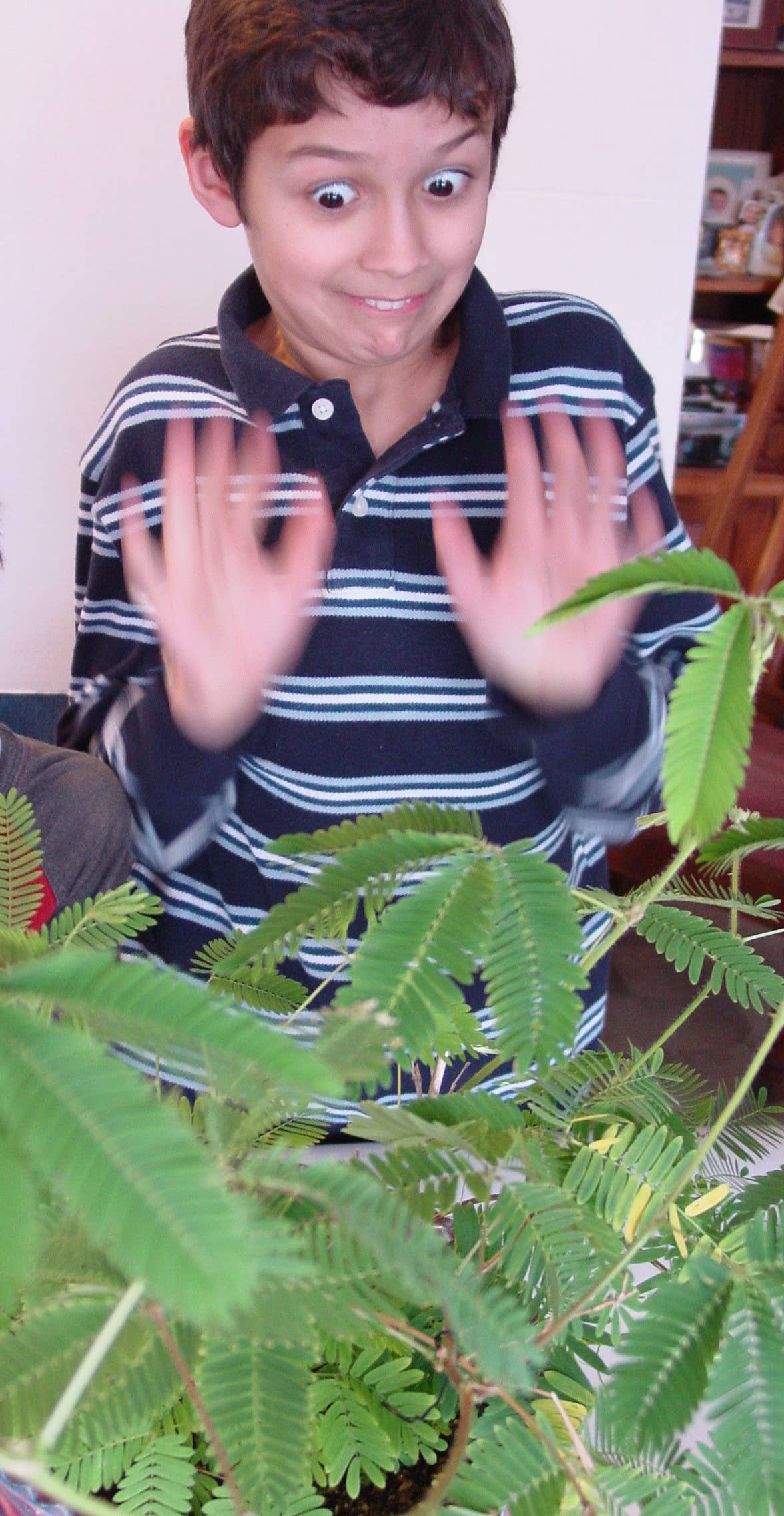 Zombie Plant seed packets -"PLAYS DEAD" when you Touch It!