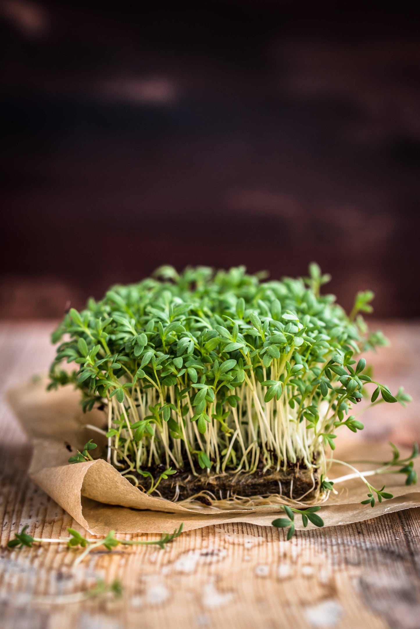 Cress, Curled Seed Packets