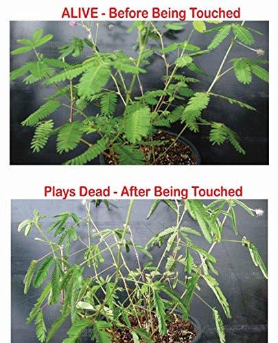 Zombie Plant seed packets -"PLAYS DEAD" when you Touch It!