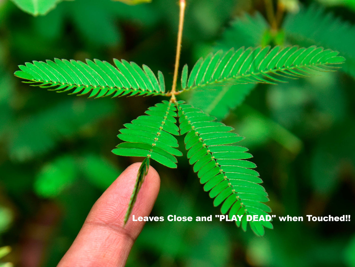 Zombie Plant seed packets -"PLAYS DEAD" when you Touch It!