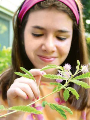 TickleMe Plant Seed Pack