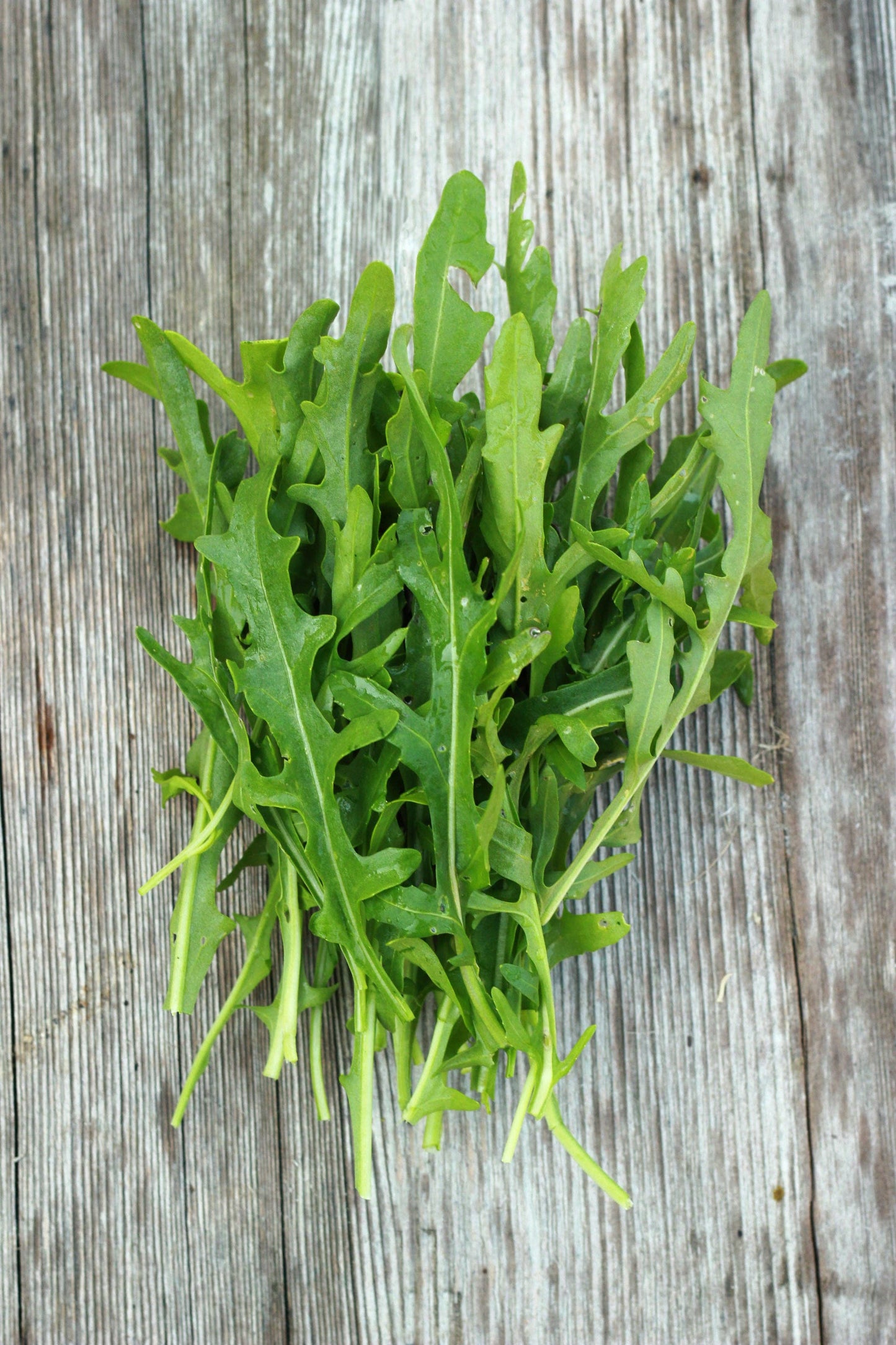 Arugula, Roquette Seed Packets