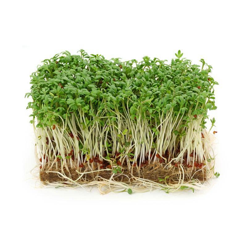 Cress, Curled Seed Packets