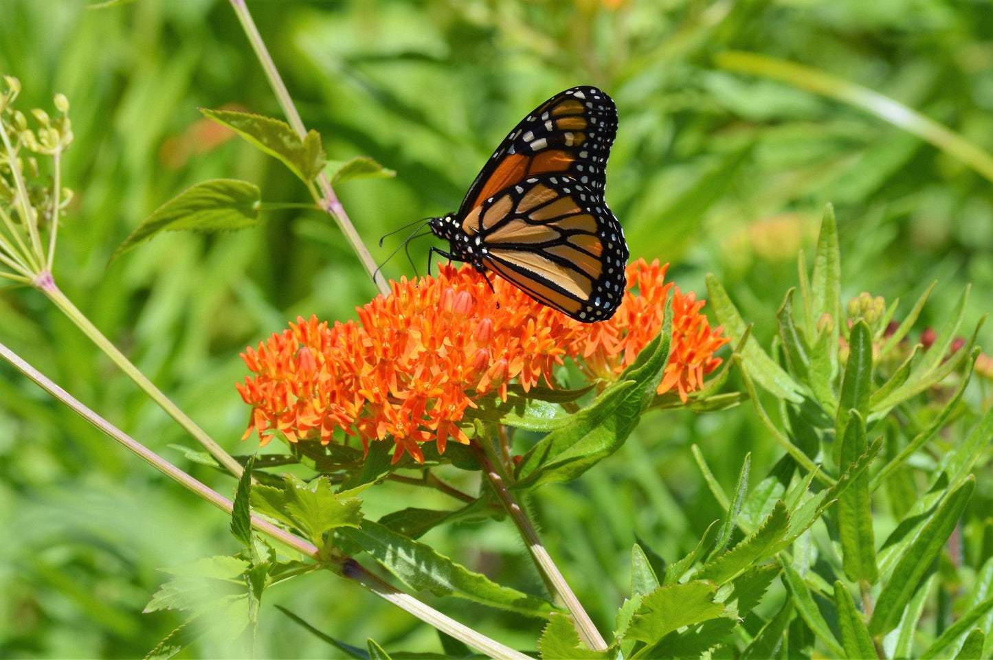 Perennial Butterfly Milkweed Seed Packets