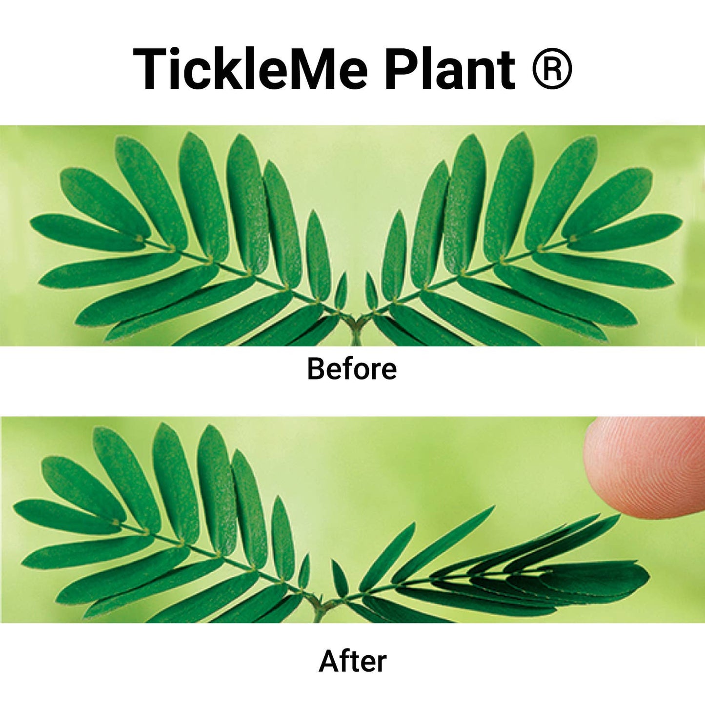 TickleMe Plant Seed Pack
