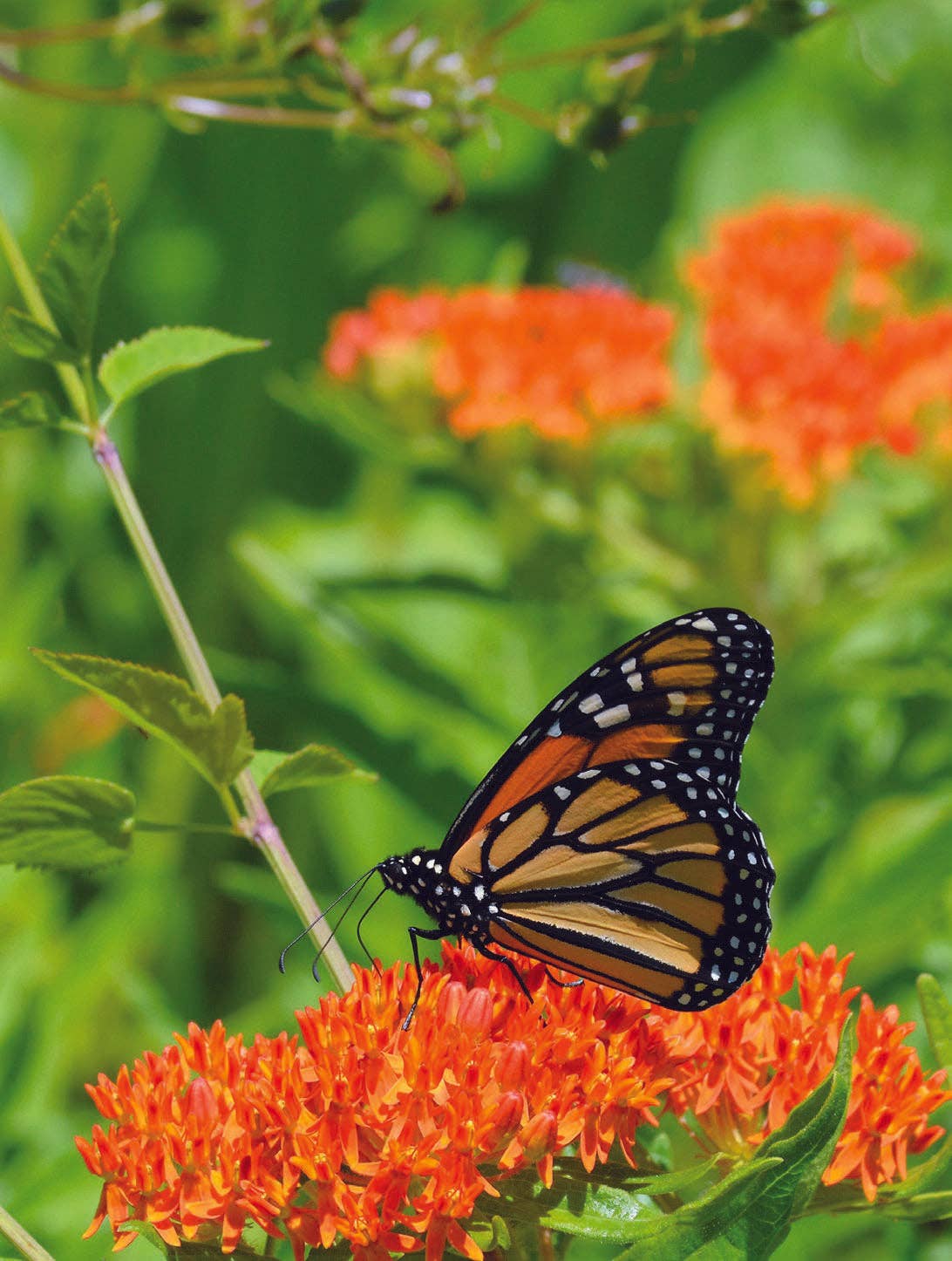 Perennial Butterfly Milkweed Seed Packets