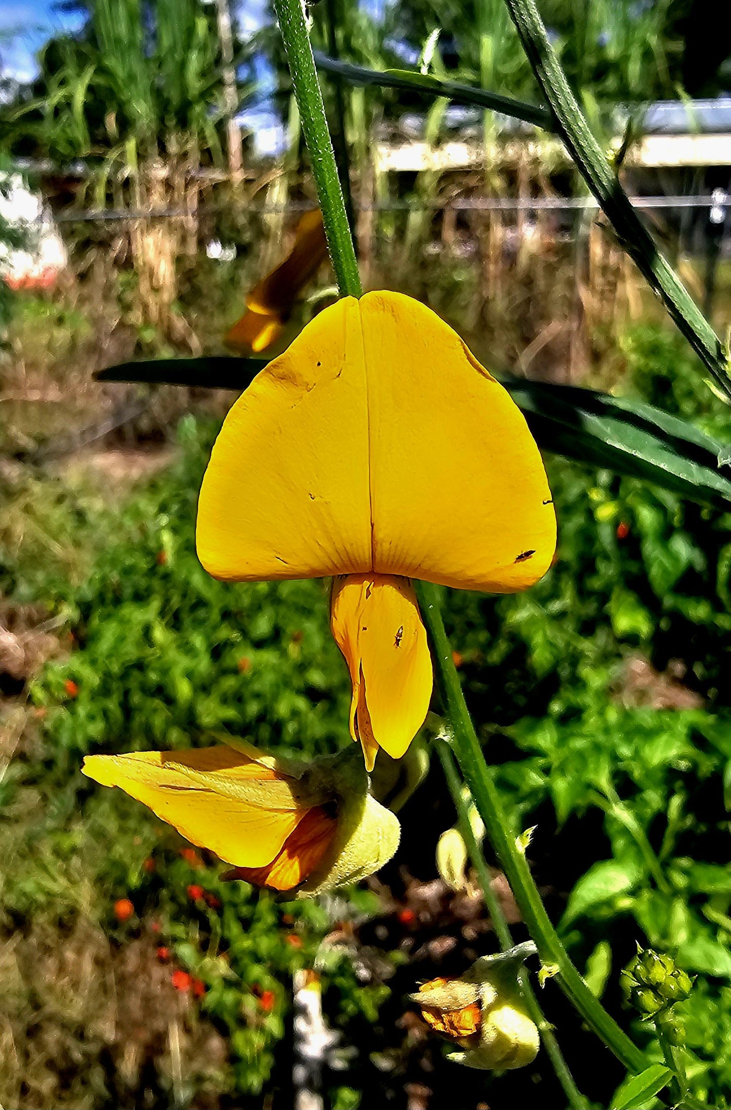 Sunn Hemp Seeds (Crotalaria juncea) - 1 oz, Non-GMO, Chemical-Free - Ochillee Farm