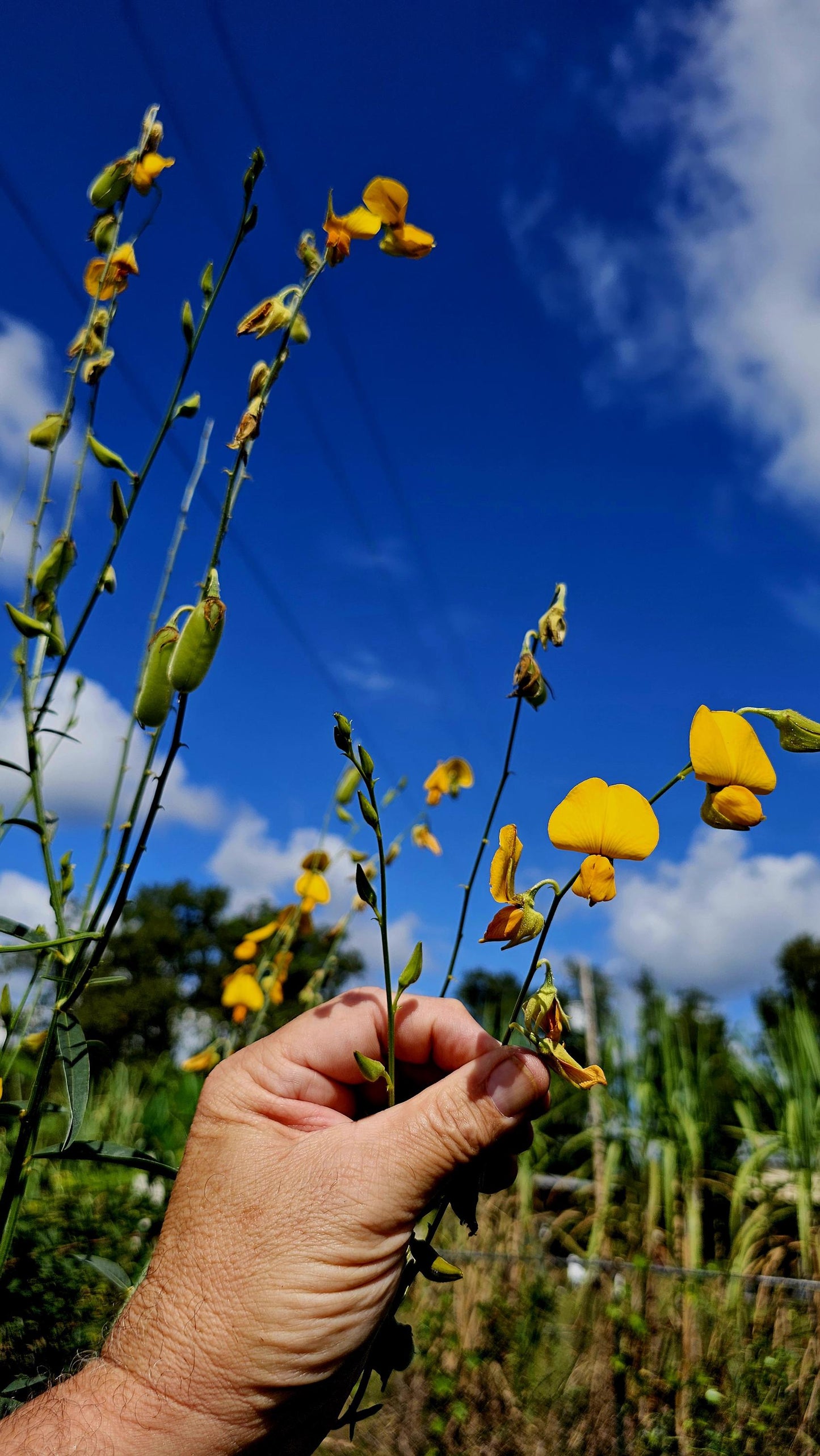 Sunn Hemp Seeds (Crotalaria juncea) - 1 oz, Non-GMO, Chemical-Free - Ochillee Farm