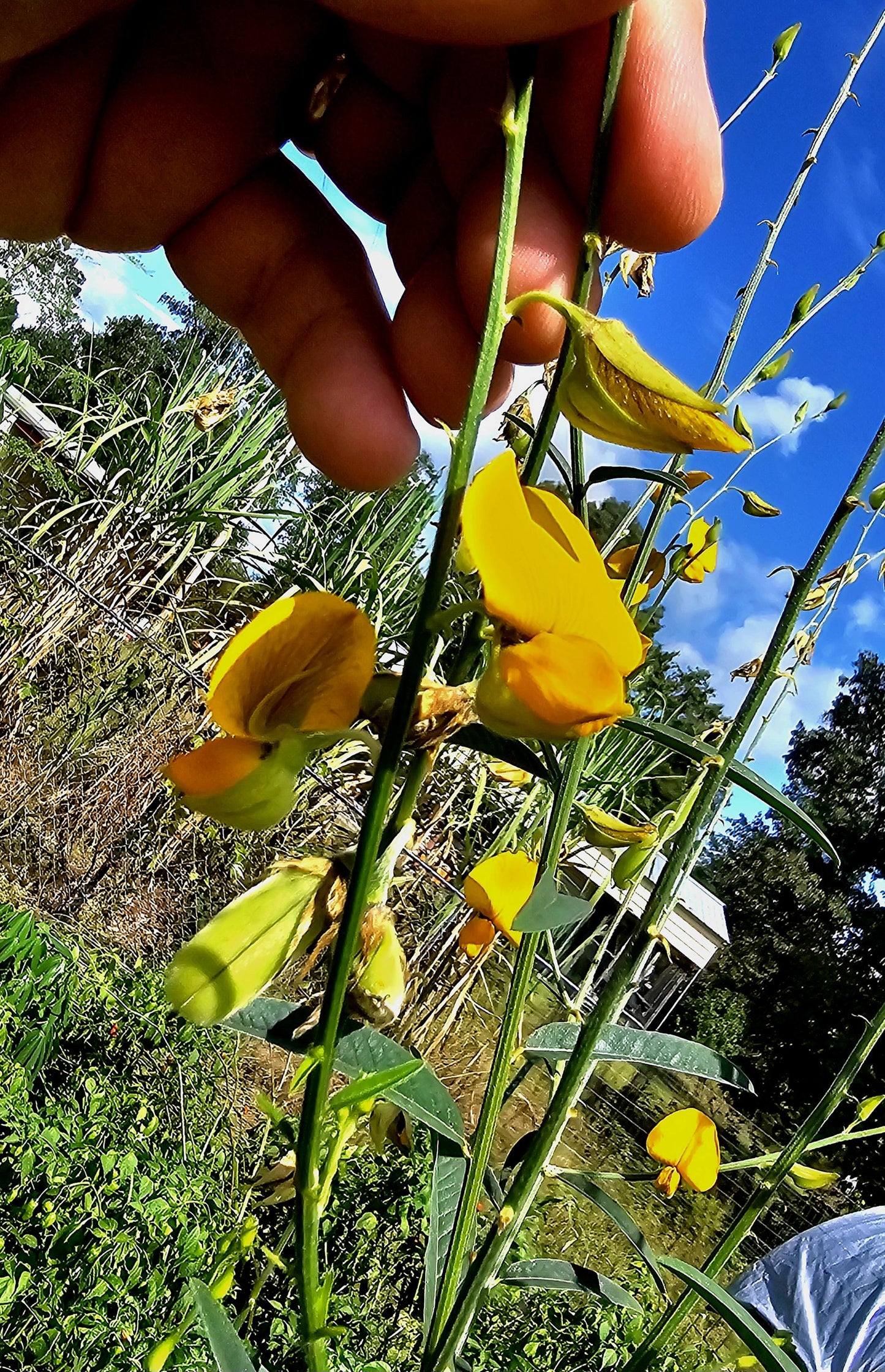Sunn Hemp Seeds (Crotalaria juncea) - 1 oz, Non-GMO, Chemical-Free - Ochillee Farm