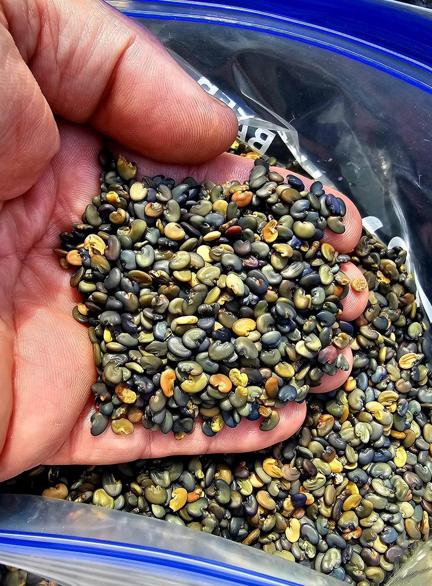 Sunn Hemp Seeds (Crotalaria juncea) - 1 oz, Non-GMO, Chemical-Free - Ochillee Farm